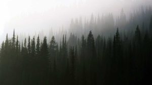 A forest with trees in the fog.