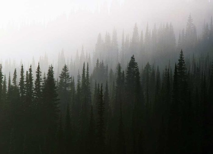 Twin Peaks and Meditation